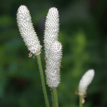 Anemone cylindrica